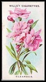 7 Oleander
